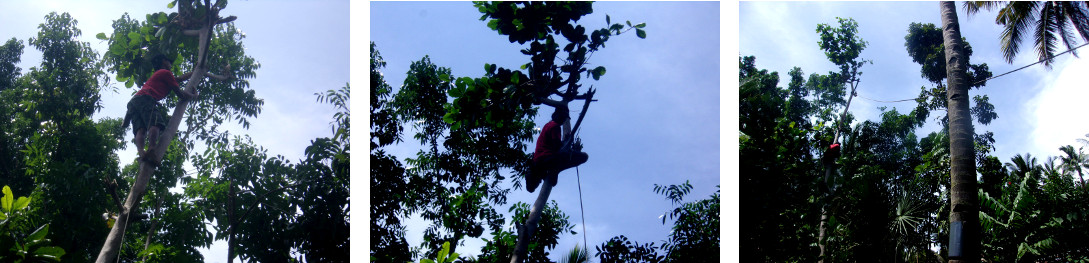 Images of men chopping down a large umbrella tree by
        hand in a tropical backyard -A rope is tied to top of the tree