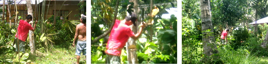 Images of men chopping down a large
        umbrella tree by hand in a tropical backyard -base of tree is
        chopped away