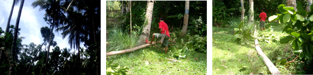 Images of men chopping down a large
        umbrella tree by hand in a tropical backyard -Rope is used to
        pull tree down