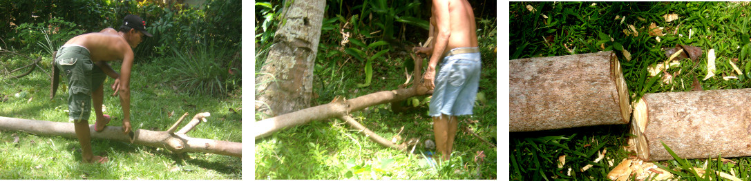 Images of men chopping down a large umbrella tree by
        hand in a tropical backyard -Cleaning up afterwards