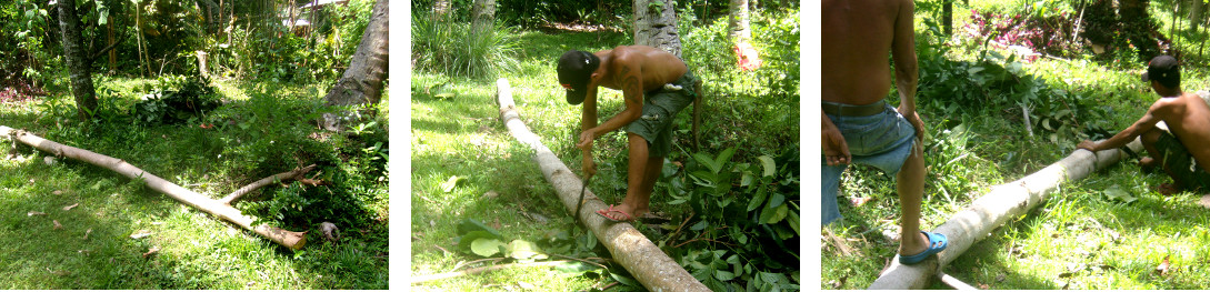 Images of men chopping down a large
        umbrella tree by hand in a tropical backyard -Cleaning up
        afterwards