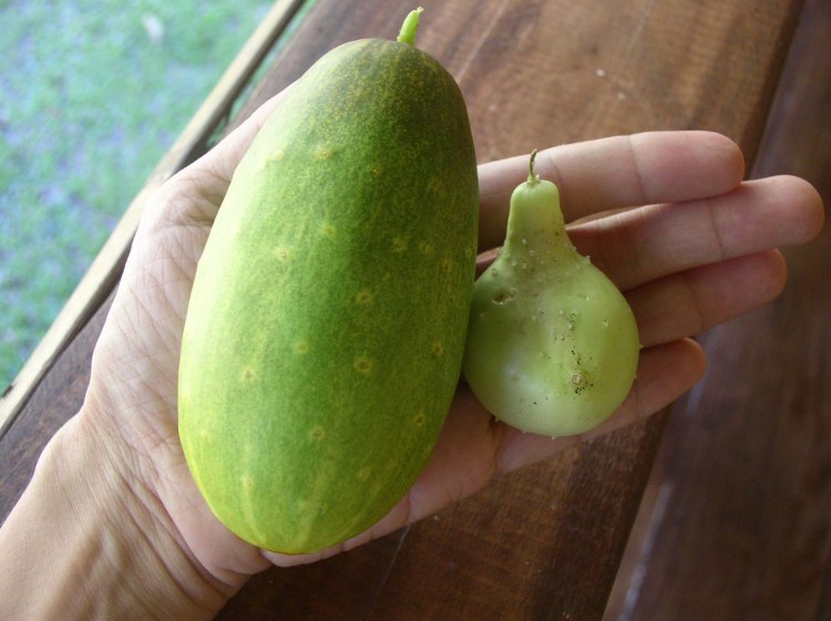 Photo of hand with two cucumbers