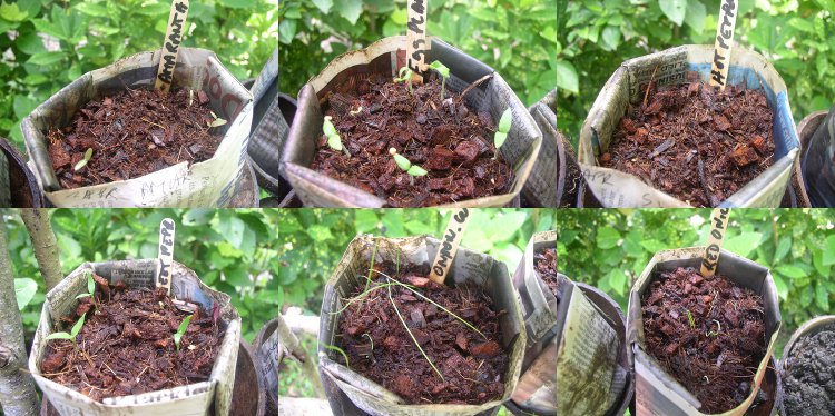 Images of
            growing seedlings