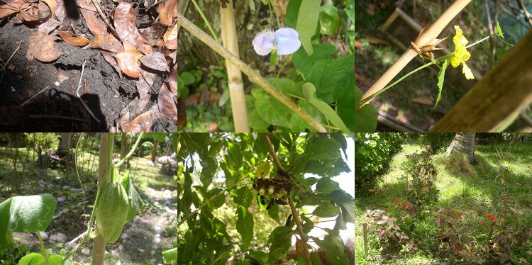 Images of drought and surviving plants