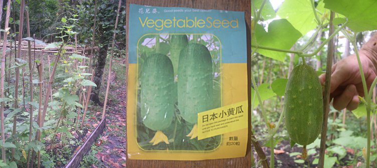 Images of Japanese
                    cucumber in garden