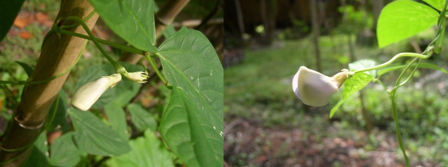 photos of heritage bean flowers