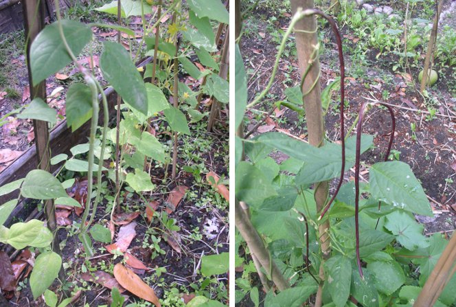 Photos of Asparagus Beans and Thai
                Beans: April 15 2013