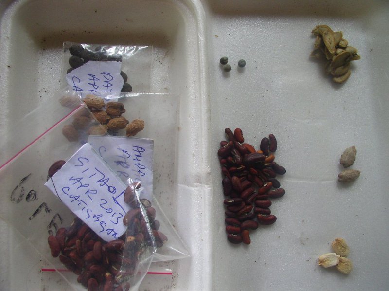 Image of local seeds brought from catigbigan