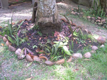 Close-up of newly planted garden artound
          a coconut tree