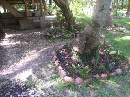 Another close-up of new garden