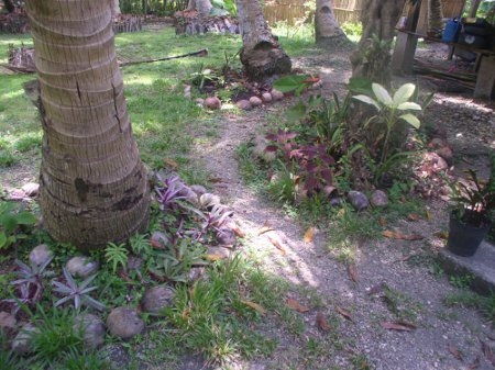 Wider view of new garden