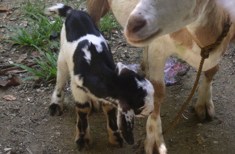 Photo of newly
        born baby goat