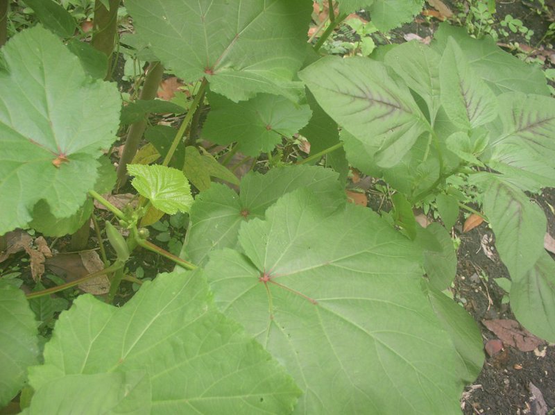 Image
                    of budding Okra plant