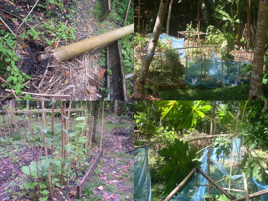 Images of fallen papaya tree and growing plants