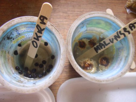 Image of seeds soaking before planting