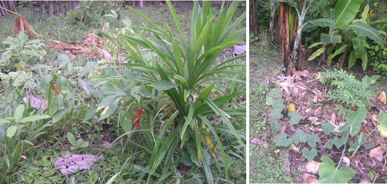 Images of vegetables
                    growing randomly