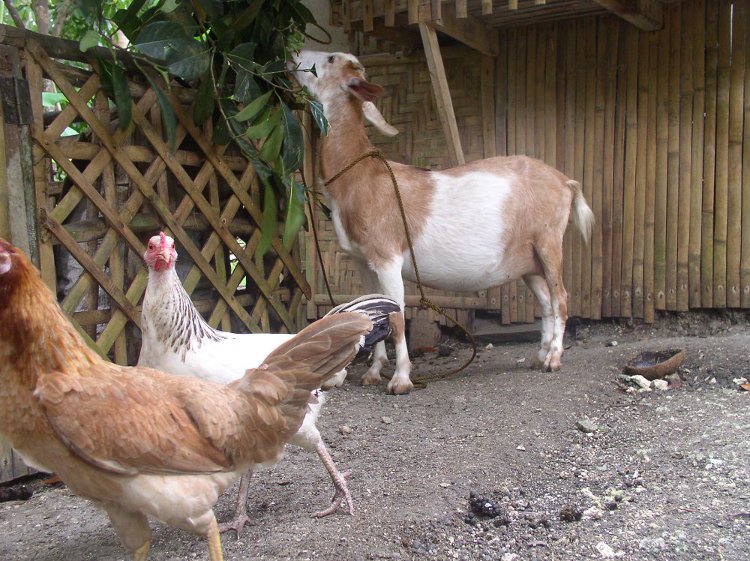 Image of Goat with Chickens