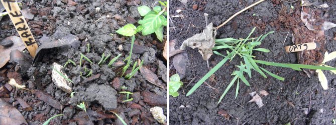 Images of barley and oats
                  sprouting