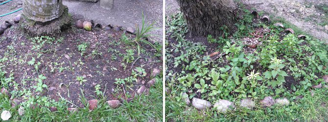 New and
                  Old Cococnut mini-gardens