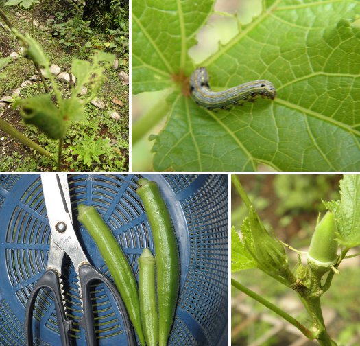 Images of Okra