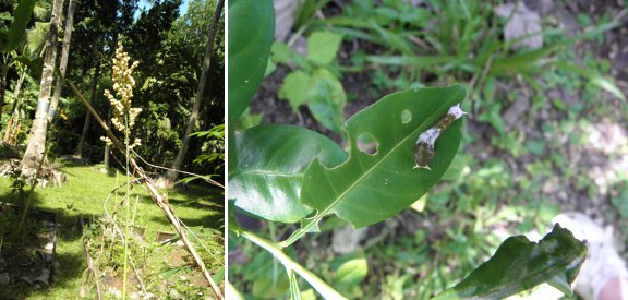 Images of Sorum
          head and Caterpillar on Citrus tree