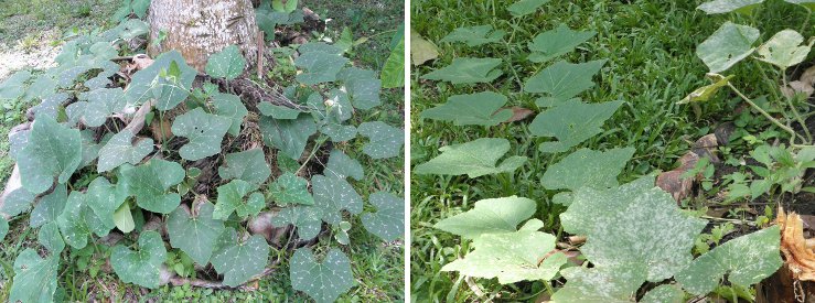 Images of crinkly and straight growing
          squash plants