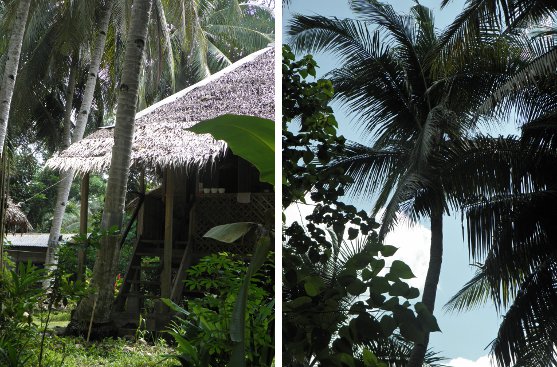 Image of Coconut tree near house