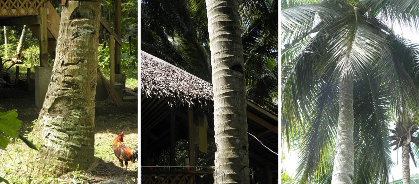 Images of another
        coconut tree near house