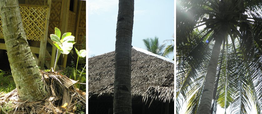 Image of third coconut tree near house