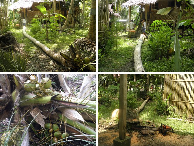 Images of felled Coconut Tree