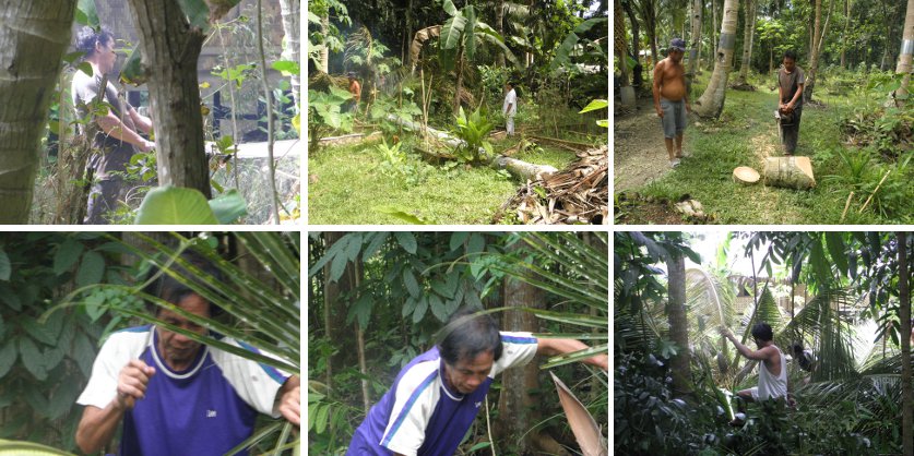 Images of helpers clearing debris after felling
        trees