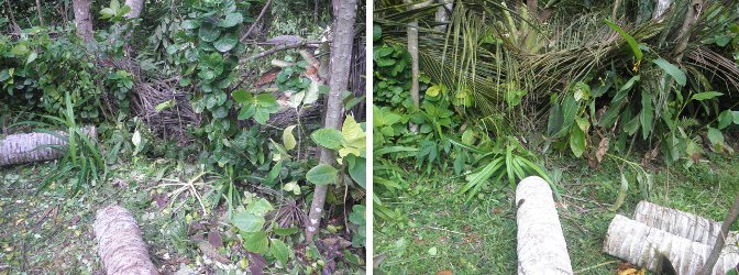 Images of hedge
        tidied up after felling trees