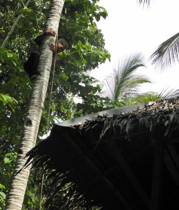 Image of man
          climbing tree to fix rope