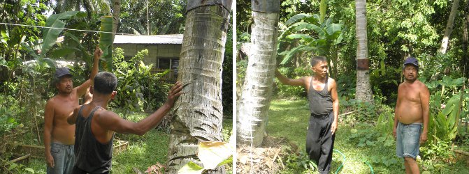 Images of men
          checking the direction before felling tree