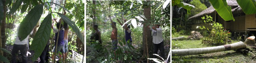 Images of
            people pulling down last tree