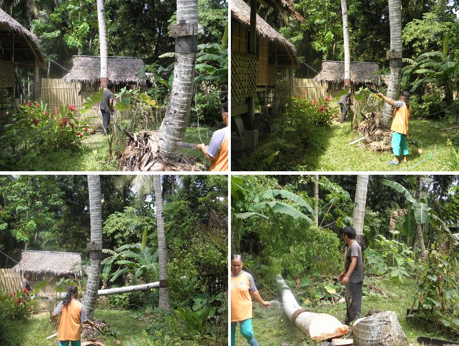 Images of second
          tree being felled