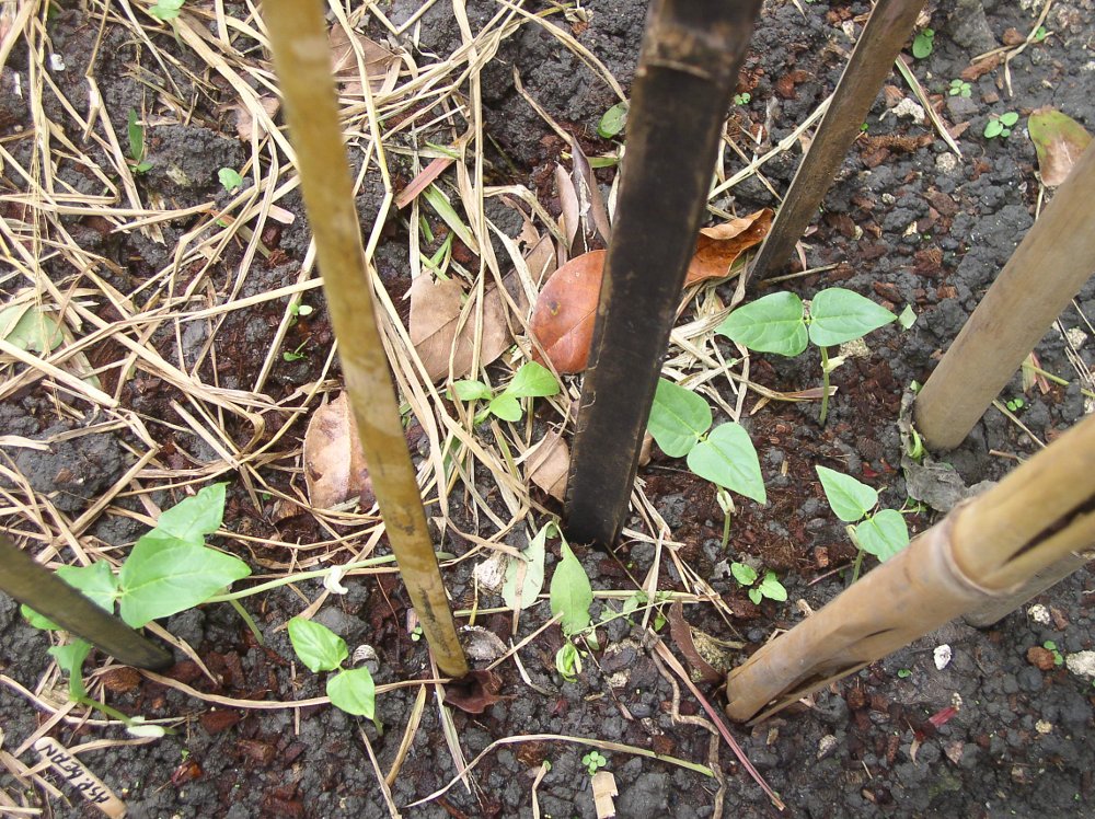 Image of first beans sprouting after a few
        days