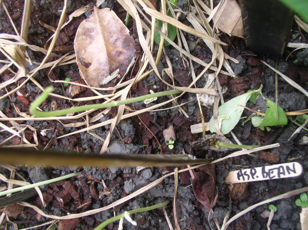 Photo of
growing bean shoots, eaten by unknown culprit