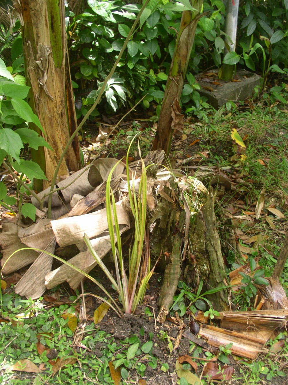 Photo of Pinapple planted near a banana
          tree