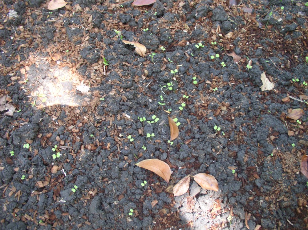Photo of sprouting seeds planted 13
          march