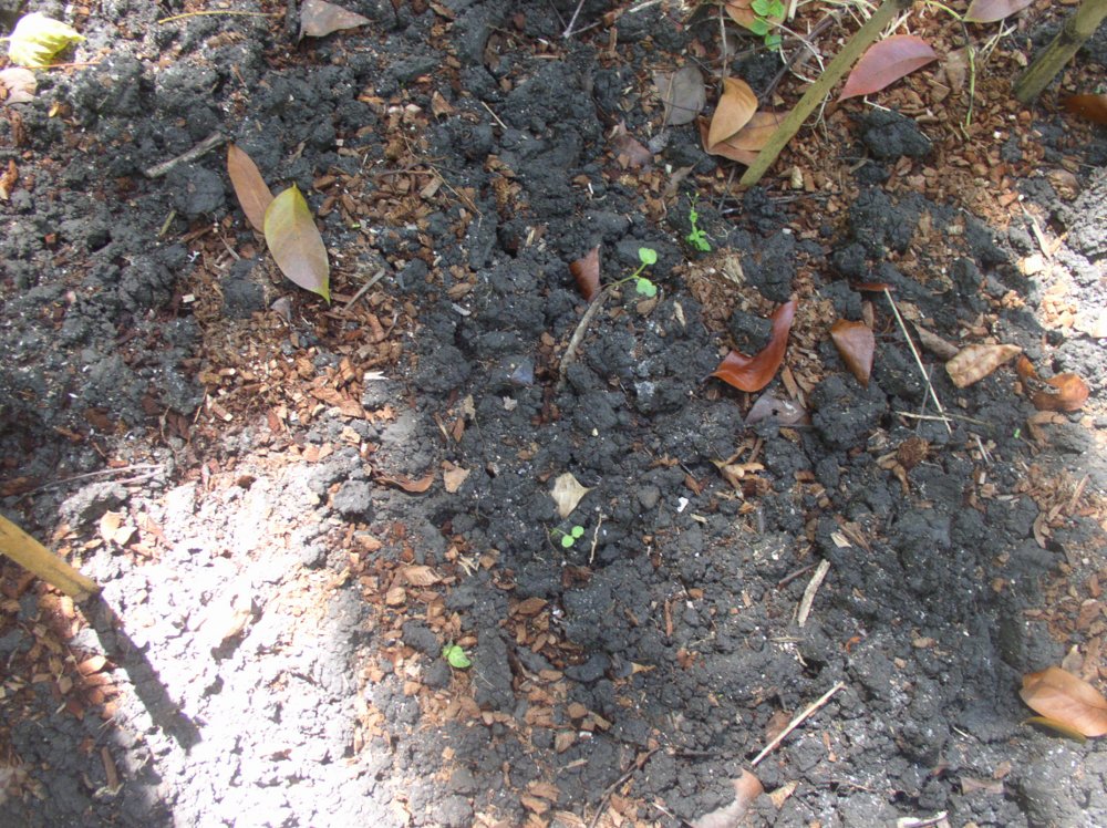 Photo of neighbouring plot -planted same
          time