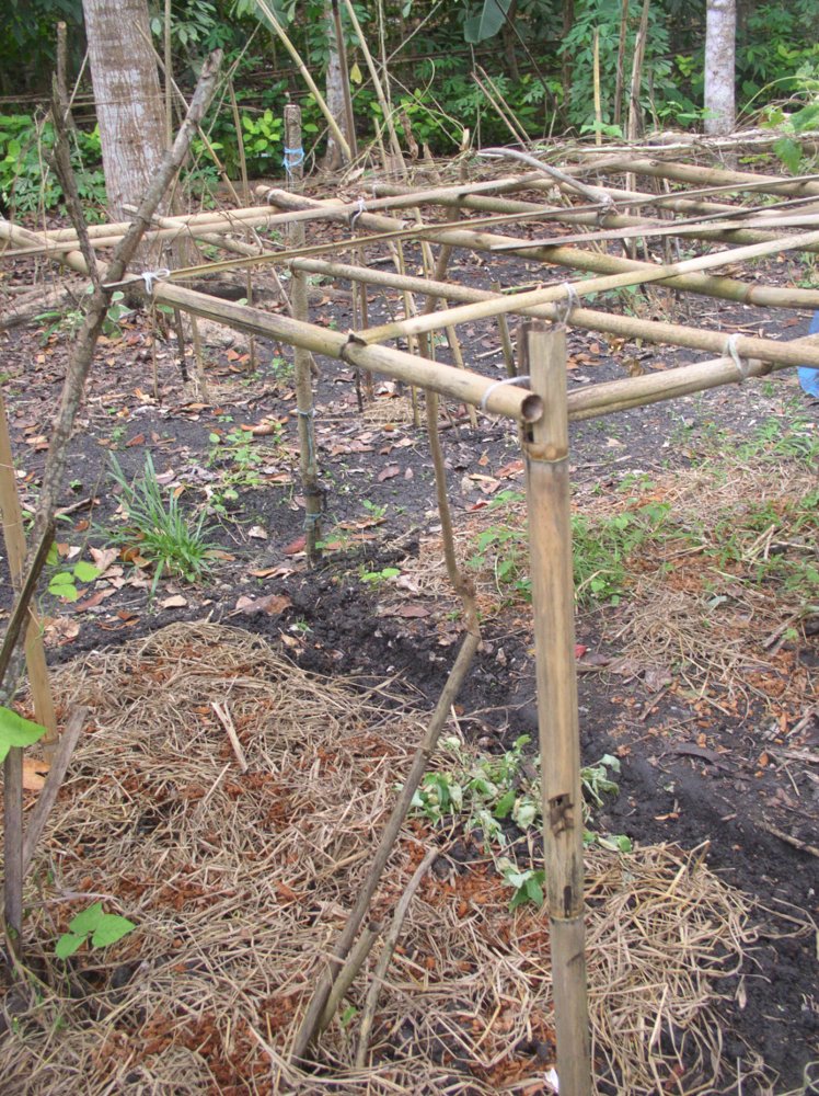 Photo of prepared squash patch