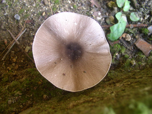 Image of fungus