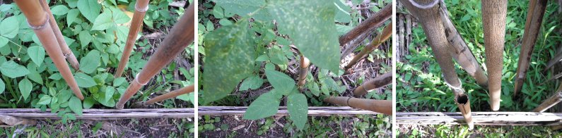 Images of beans planted on the same day