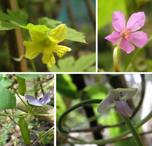 Images of vegetable flowers