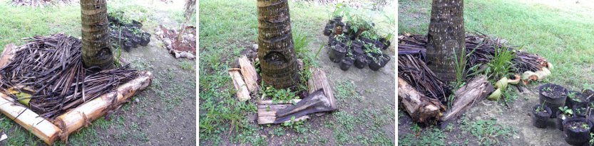 Images of improved compost patch under
        mini-coconut