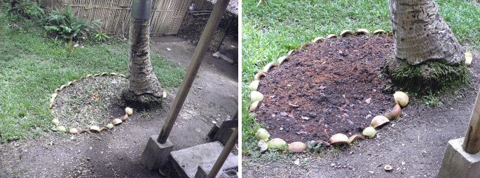 Images of new empty mimni-garden under Coconut
        tree