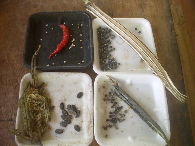 Images of seeds collected from the garden