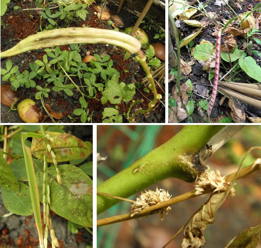 Images of various plants forming seeds