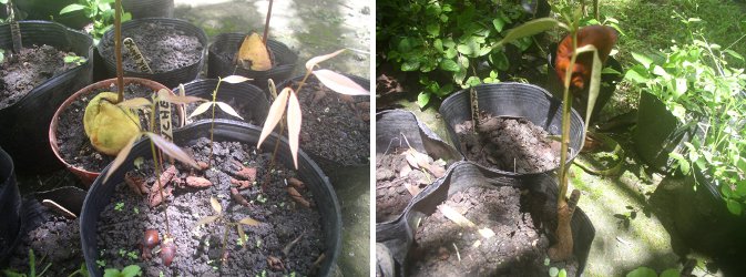 Images of Lychee and Durian sprouting